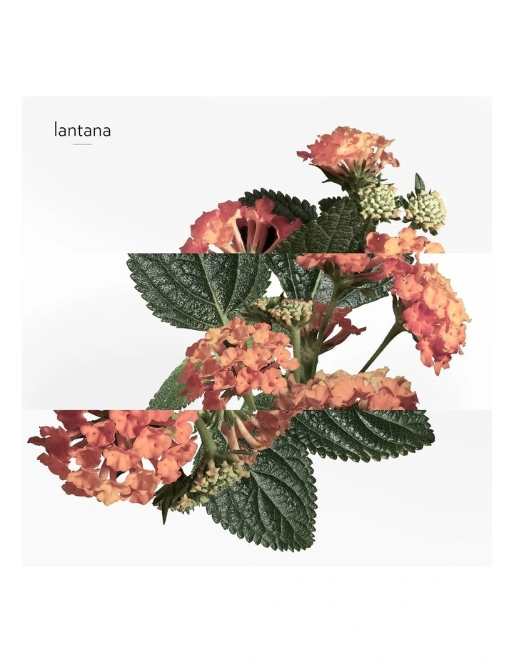 Eau de Rhubarbe Ecarlate Hand & Body Cleansing Gel 300ml image 4