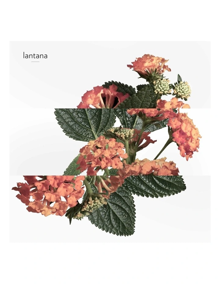 Eau de Rhubarbe Ecarlate Hair and Body Shower Gel 200ml image 4