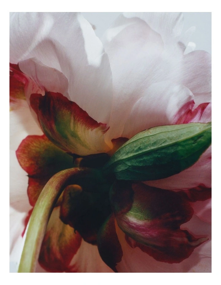 Peony & Blush Suede Cologne image 5