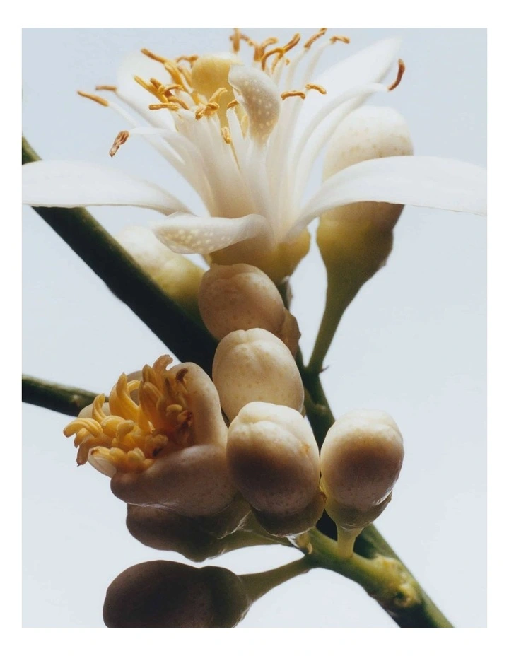 Orange Blossom Cologne image 6