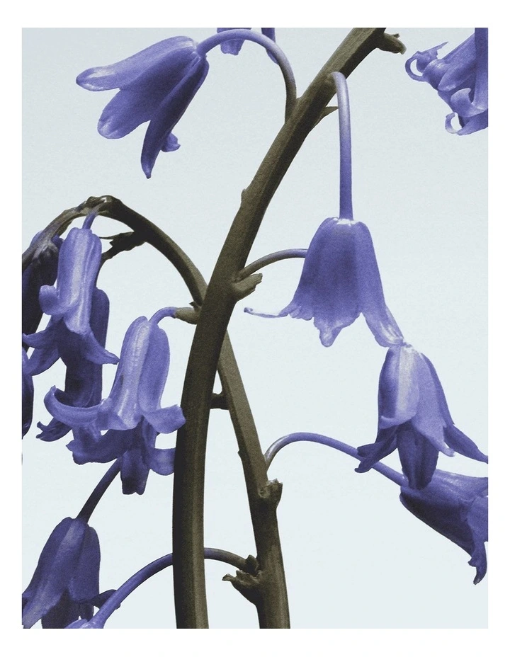 Wild Bluebell Body Creme image 2