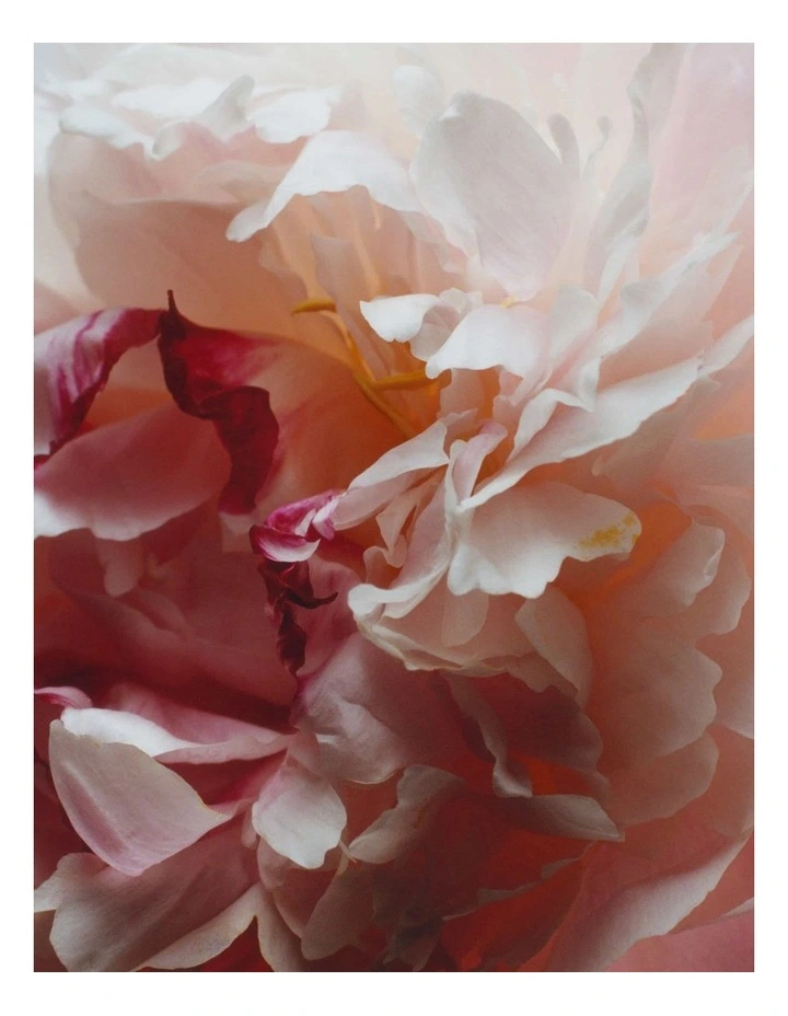 Peony & Blush Suede Body Creme image 2