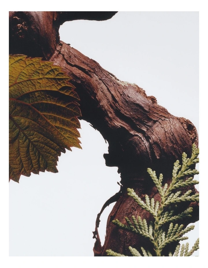 Cypress And Grapevine Car Diffuser Refill image 3