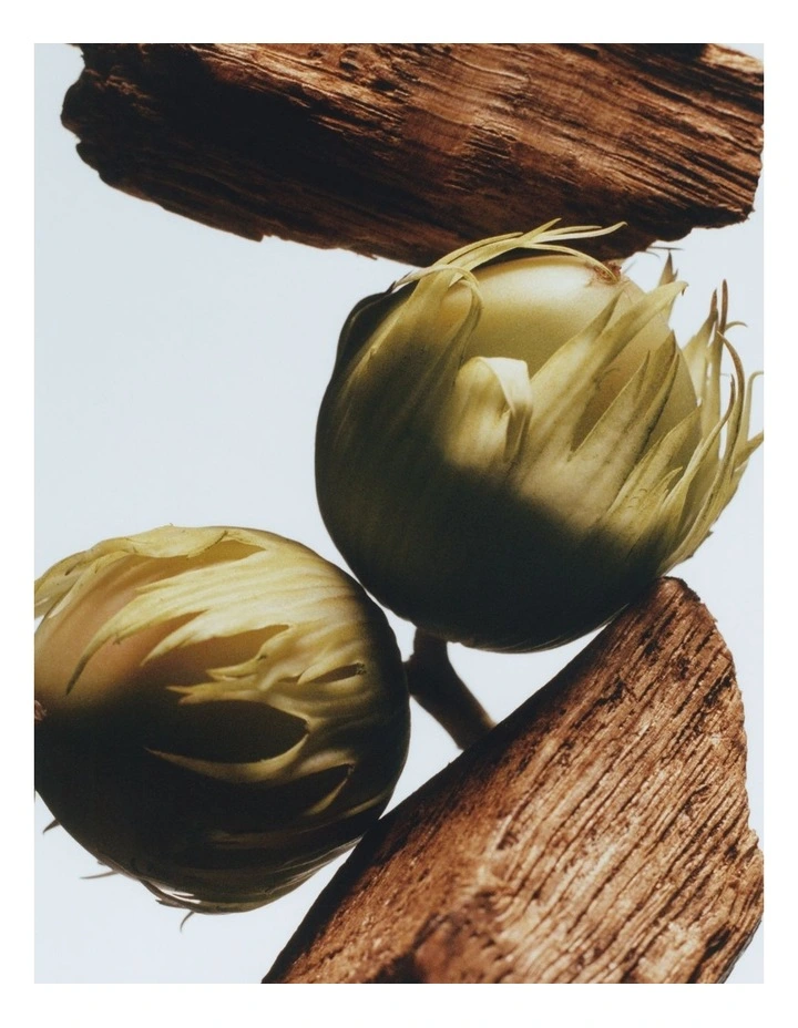 English Oak Car Diffuser Refill image 3