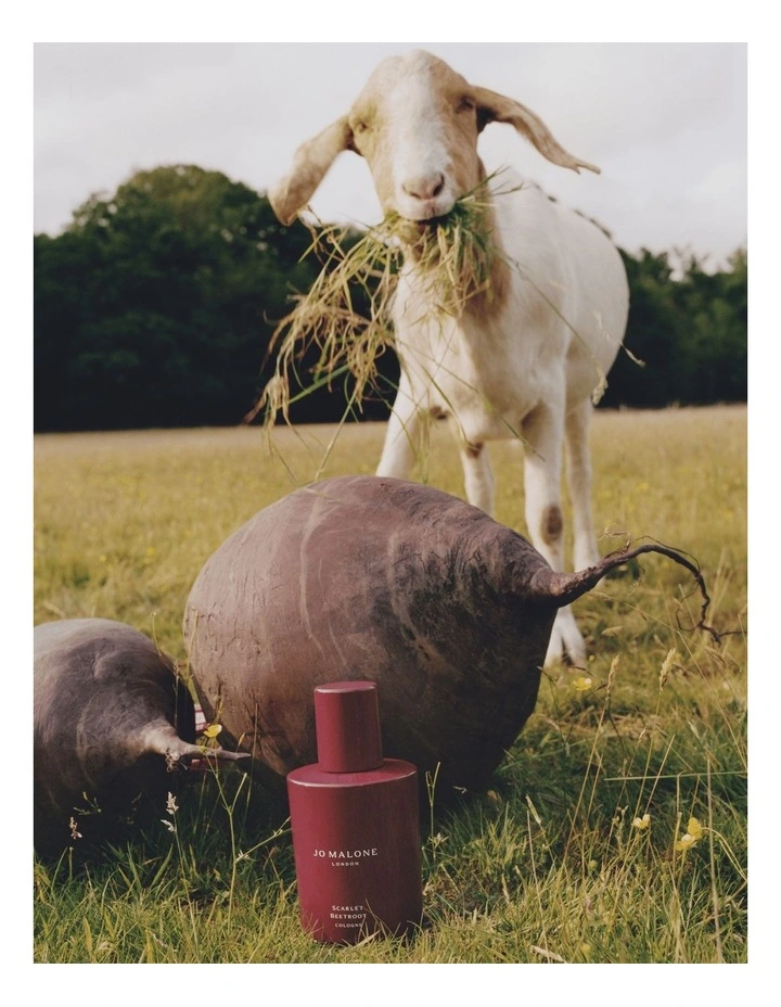 Scarlet Beetroot Cologne image 3