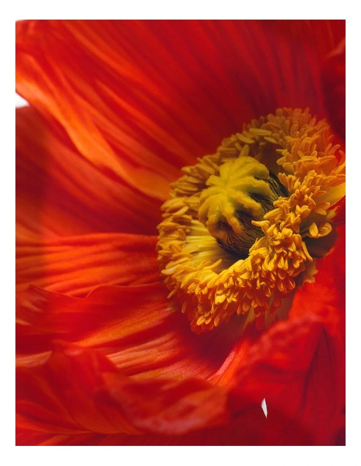 Scarlet & Poppy Cologne Intense 30ml image 2