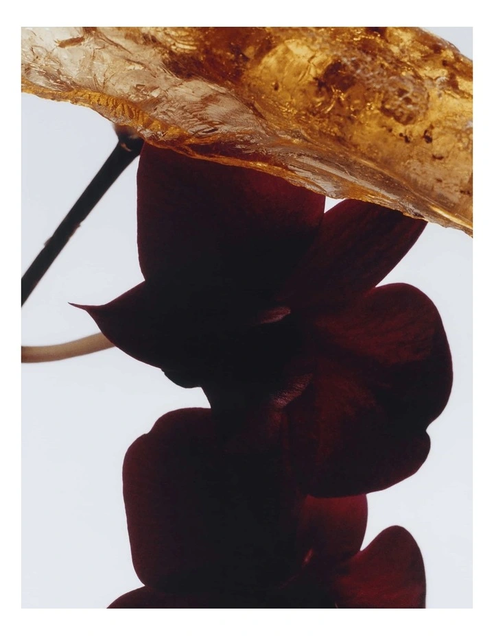 Dark Amber & Ginger Lily Cologne Intense 30ml image 2