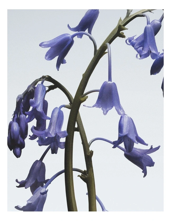 Wild Bluebell Body & Hand Wash 250ml image 2
