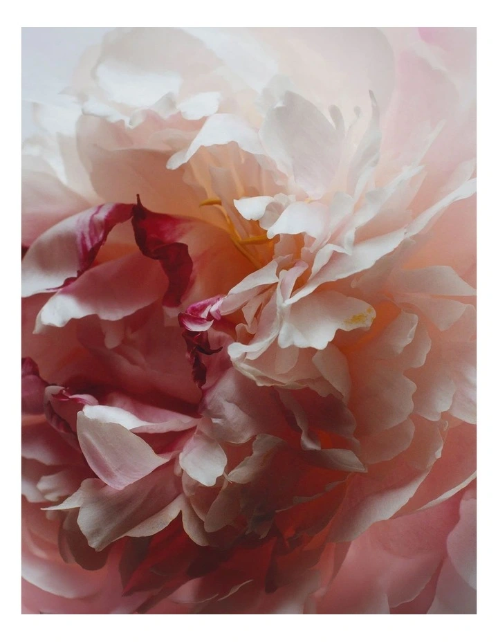 Peony & Blush Suede Body & Hand Wash 250ml image 2