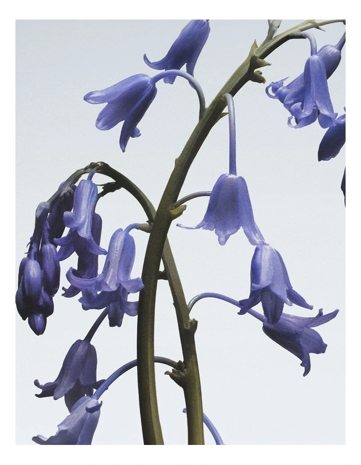 Wild Bluebell Body & Hand Lotion 250ml image 2
