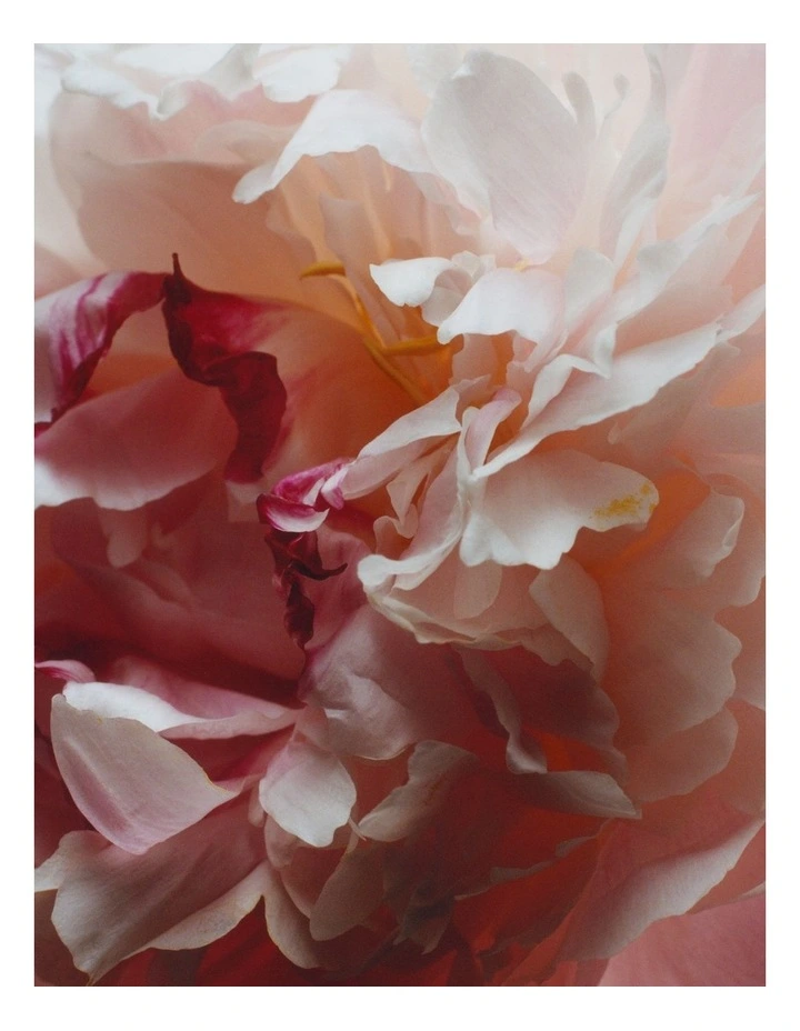 Peony & Blush Suede Cologne - Special Edition image 3