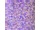 Light Purple Glitter