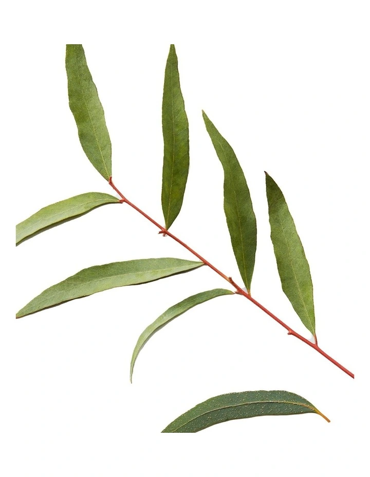 3-In-1 Tea Tree Shampoo 450ml image 5