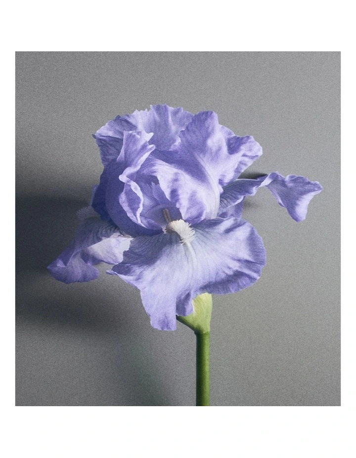 Iris Debonair image 6