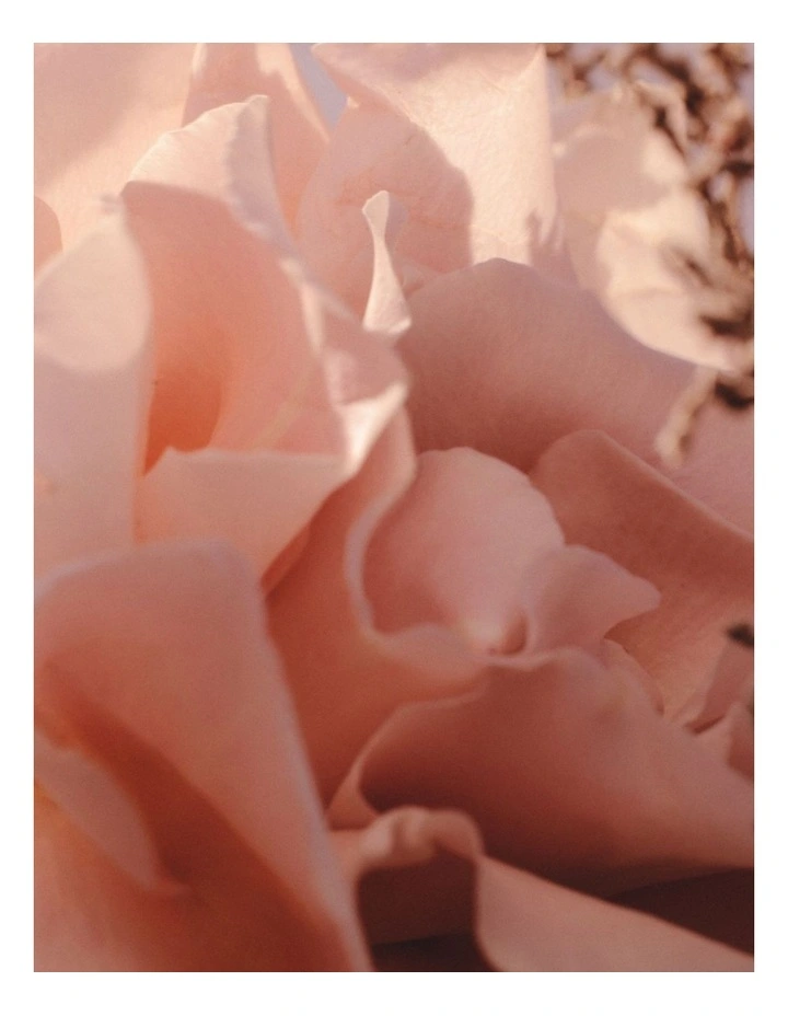 Rose Magnitude Eau de Parfum 10ml image 4