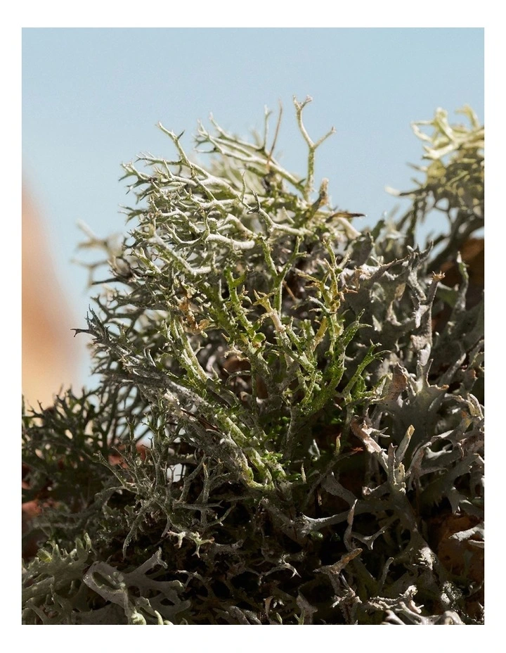 Q Elixir 50ml image 7