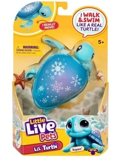 Turtle Single Pack in Assorted