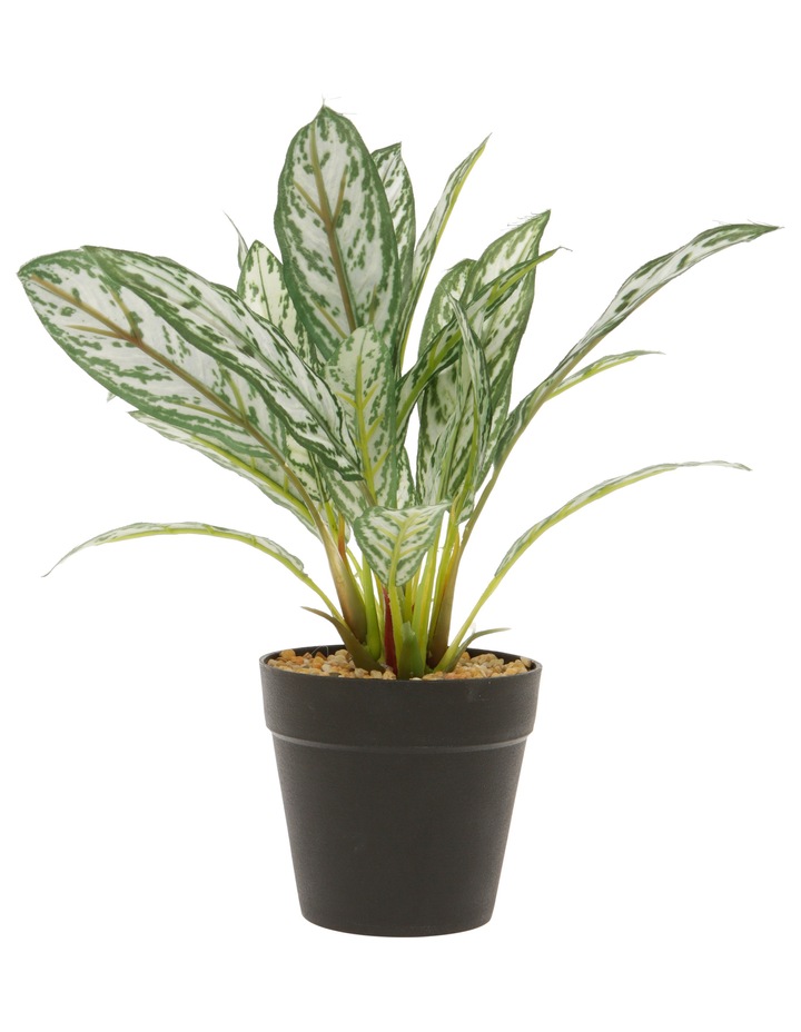 Vue Silker King Plant In Plastic Pot 26cm MYER