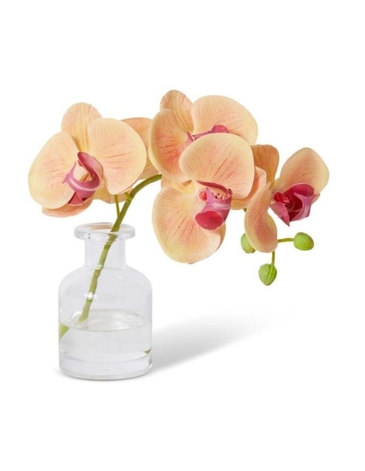 Phalaenopsis Orchid Vase in Apricot 20cm image 1