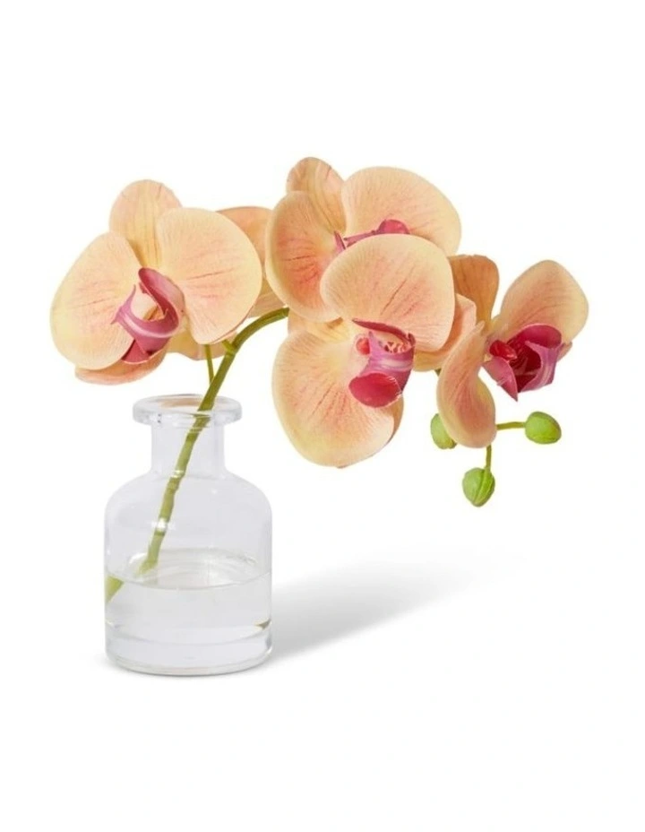 Phalaenopsis Orchid Vase in Apricot 20cm image 2