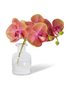 Phalaenopsis Orchid in Vase Green/Burgun