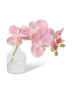 Phalaenopsis Orchid in Vase in Pink 20cm