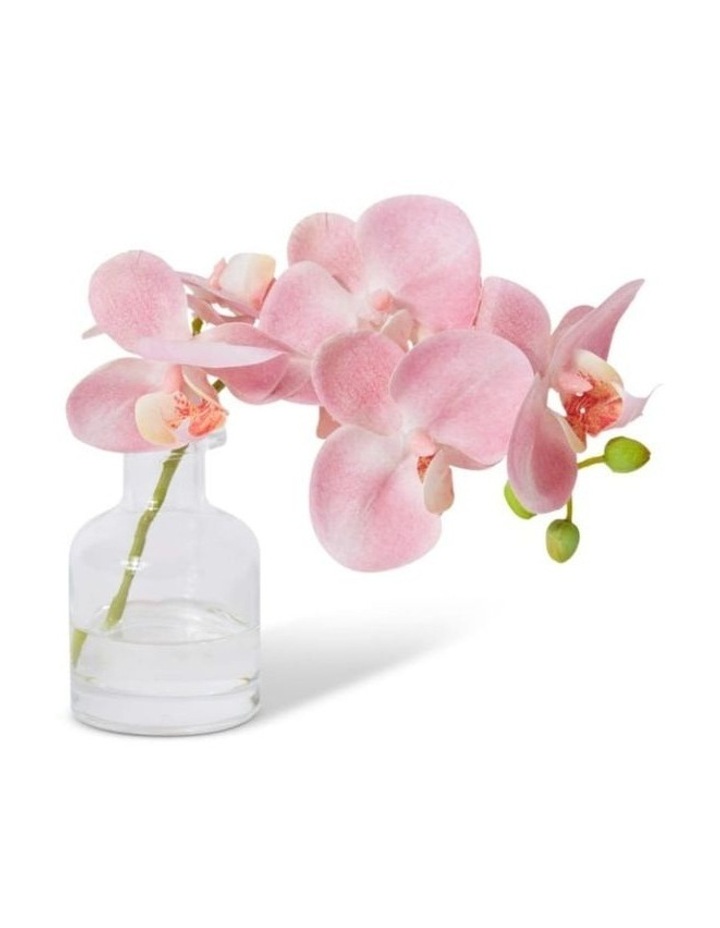 Phalaenopsis Orchid in Vase in Pink 20cm image 1