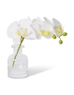 Phalaenopsis Orchid in Vase in White 20cm