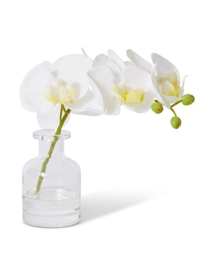 Phalaenopsis Orchid in Vase in White 20cm image 1
