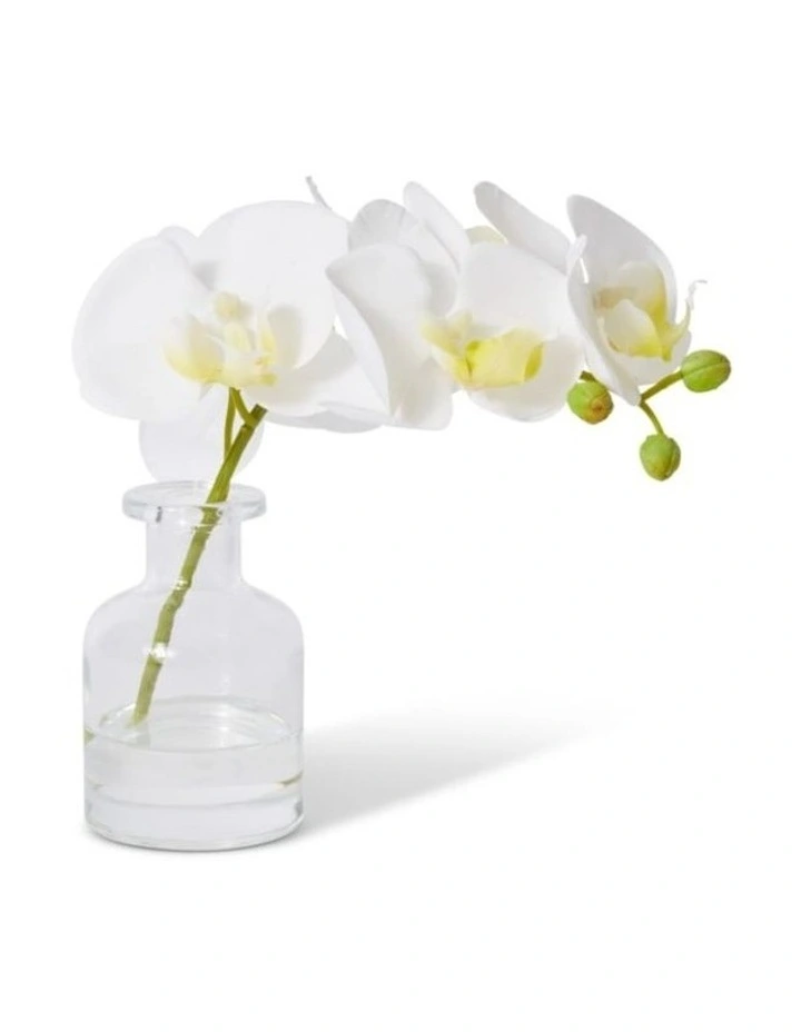 Phalaenopsis Orchid in Vase in White 20cm image 2