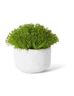 Baby Tears Plant Potted in Green/White 12cm
