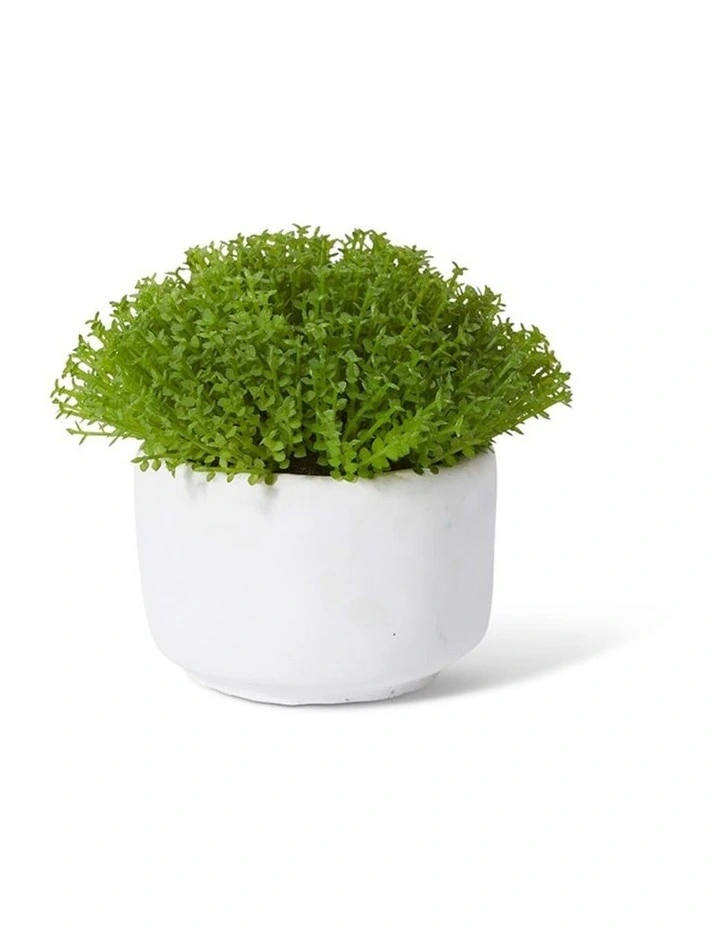 Baby Tears Plant Potted in Green/White 12cm image 1