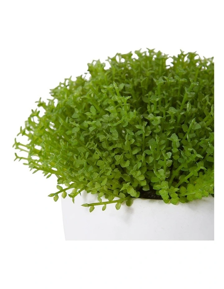 Baby Tears Plant Potted in Green/White 12cm image 2