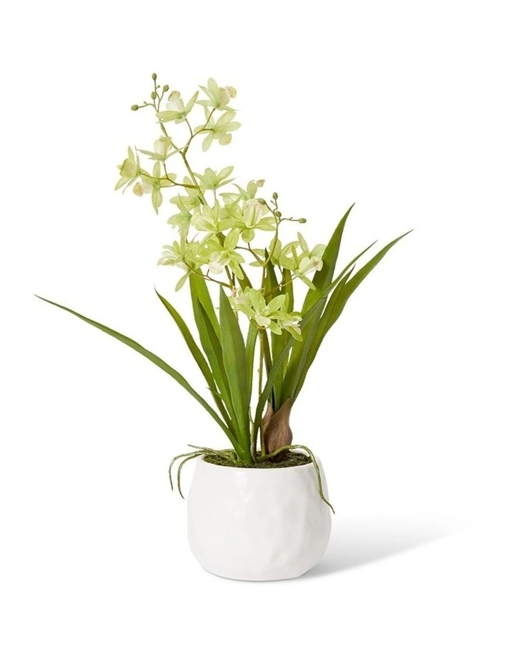 Cymbidium Mini Small in Green/White 46cm image 1