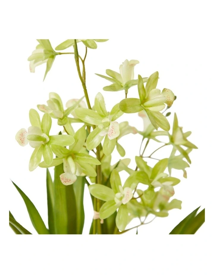 Cymbidium Mini Small in Green/White 46cm image 2