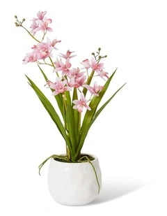 Cymbidium Mini Small in Pink /White 46cm