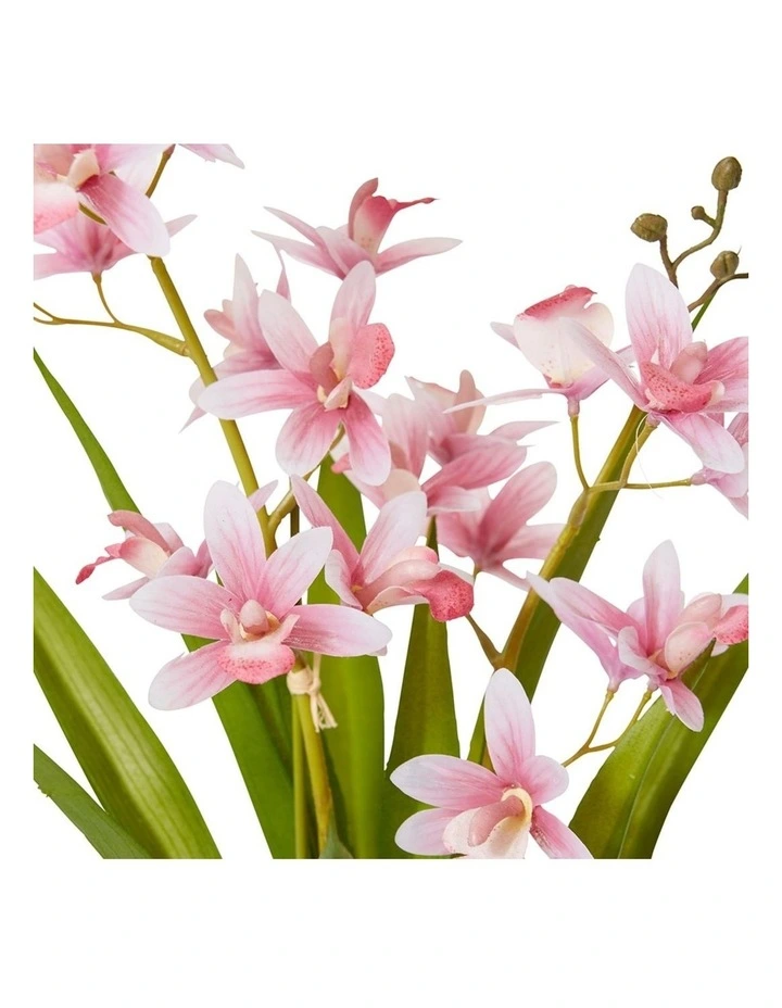 Cymbidium Mini Small in Pink /White 46cm image 2