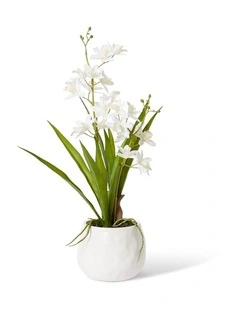 Cymbidium Mini Small in White/White 46cm