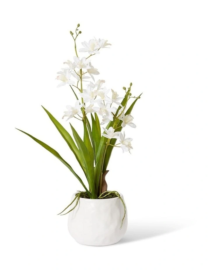 Cymbidium Mini Small in White/White 46cm image 1