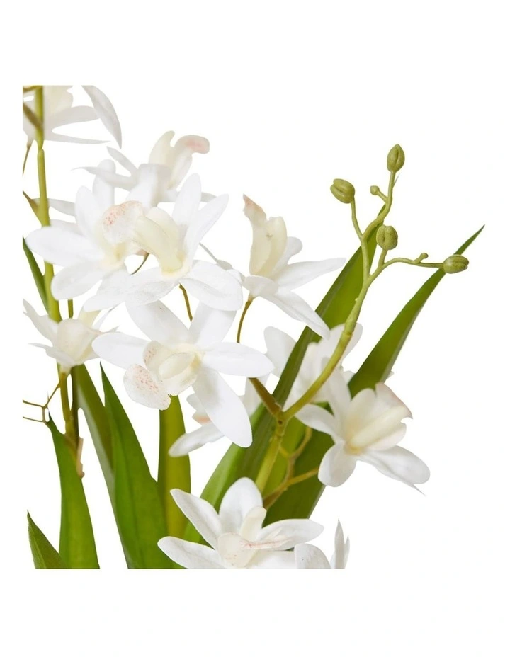 Cymbidium Mini Small in White/White 46cm image 2