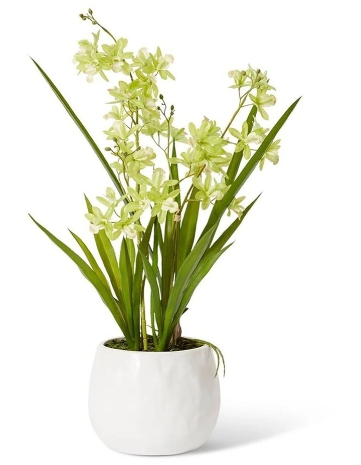 Cymbidium Mini Large in Green/White 58cm image 1