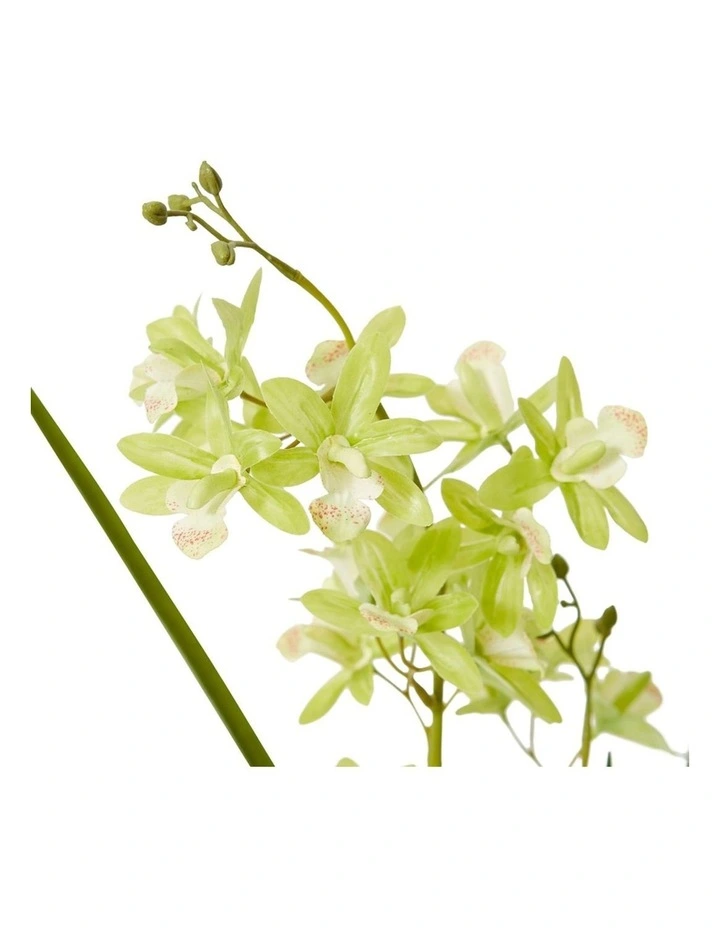 Cymbidium Mini Large in Green/White 58cm image 2