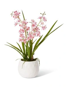 Cymbidium Mini Large in Pink/White 58cm