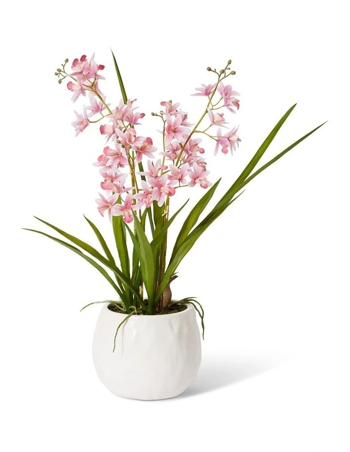 Cymbidium Mini Large in Pink/White 58cm image 1
