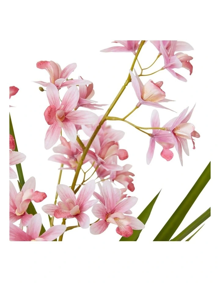 Cymbidium Mini Large in Pink/White 58cm image 2