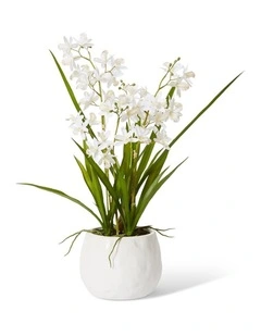 Cymbidium Mini Large in White/White 58cm