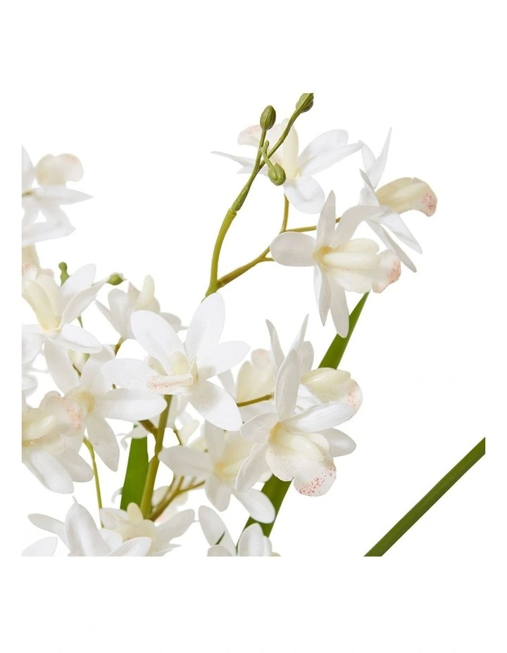Cymbidium Mini Large in White/White 58cm image 2