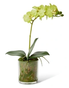 Phalaenopsis Mini in Green/Clear 30cm