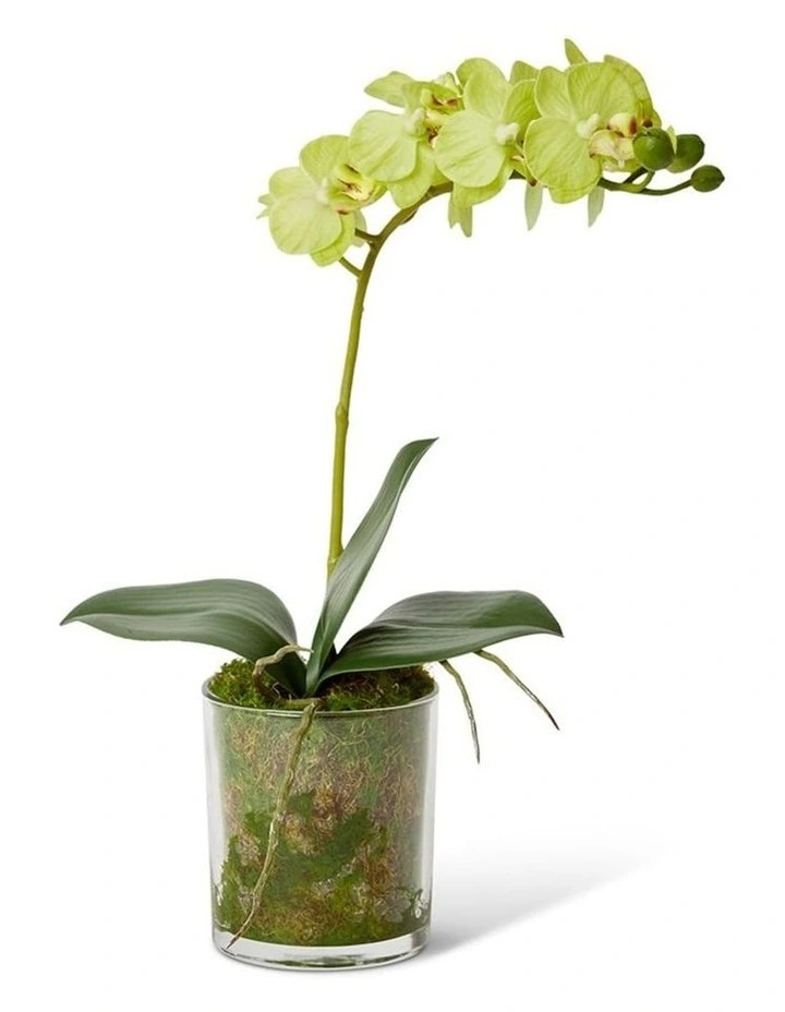 Phalaenopsis Mini in Green/Clear 30cm image 1