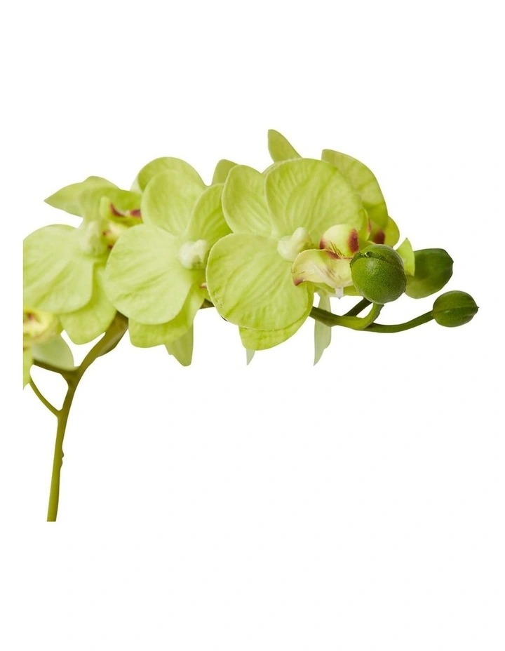 Phalaenopsis Mini in Green/Clear 30cm image 2
